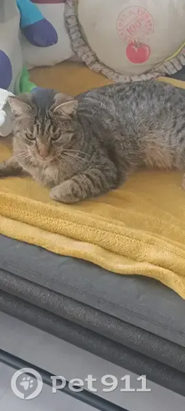 Chat européen perdu à Elbeuf depuis le 5 novembre - photo