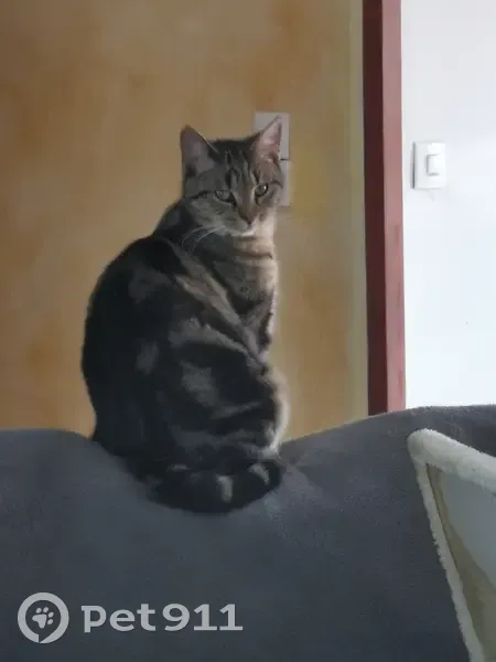 Chat disparu, pucée, stérilisée, race européenne tigrée noire. - photo