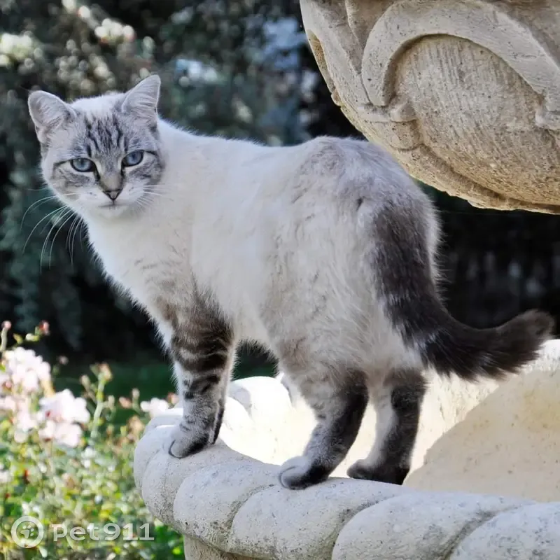 Chat disparu Fille, Tremblay-les-Villages (fl486206) - photo