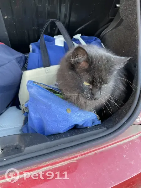 Chat noir disparu à Francarville - photo