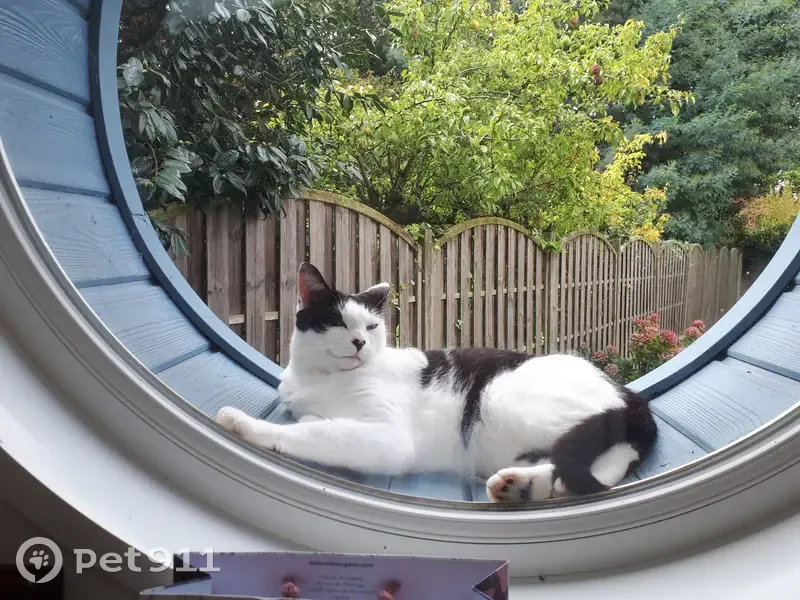 Chat noir et blanc tacheté disparu à Angers - photo