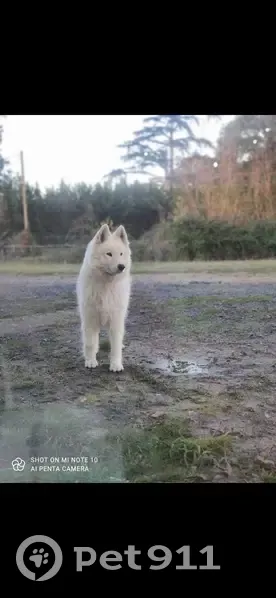 Chien perdu à Vivy [49680] - Jynka, samoyède/Husky, pucée I-CAD - photo