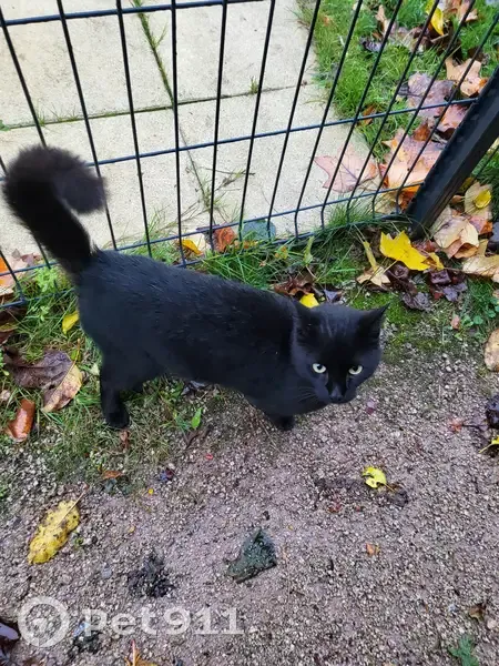 Chat noir câlin, trouvé mi-août, Rue des Marronniers, Chavelot - photo