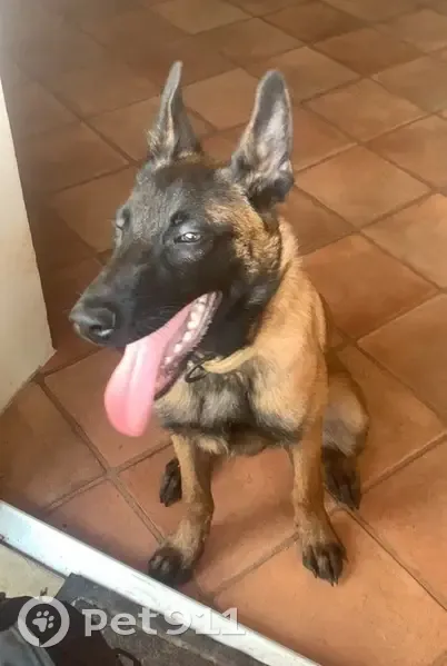 Chien Malinois perdu à Anse, tête noire. - photo