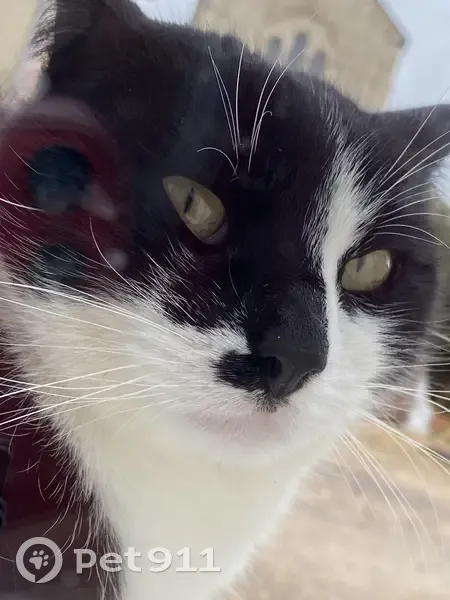 Chat noir et blanc perdu à Bermont - photo