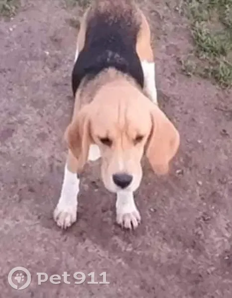 Chien beagle femelle tricolore disparu (41 caractères) - photo