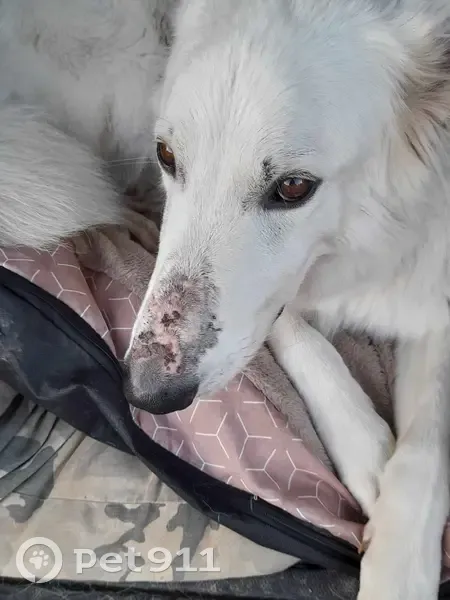 Chien disparu - Berger blanc suisse poil long - Rafal 2 ans - Critot - photo