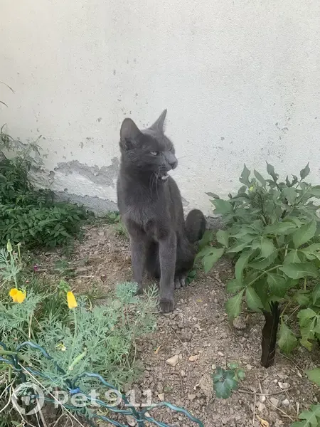 Chat gris âgé, pucé, sociable, disparu - photo