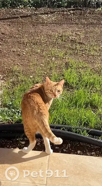 Chat disparu Garçon, Mougins (fl486320) - photo