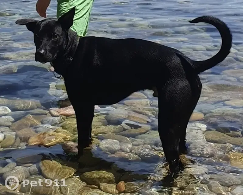 Chien disparu Micky, mâle castré de 3 ans, percuté par voiture, vu près de Place de la Réunion (Paris 20). Aidez-nous ! - photo