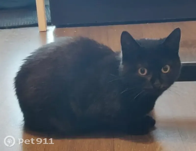 Chatte noire perdue, peureuse - photo