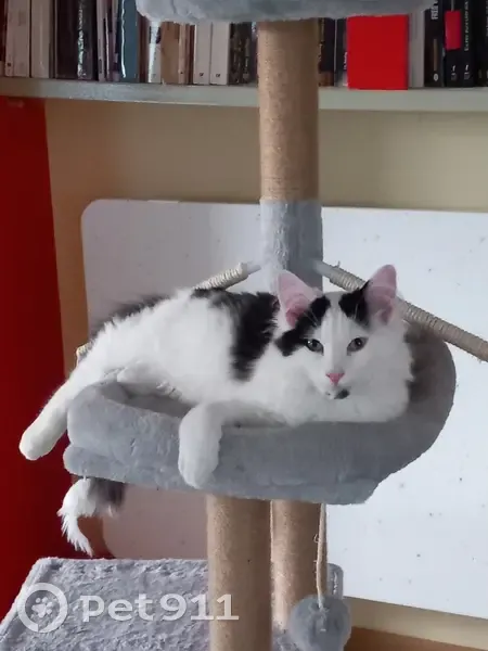 Chat noir et blanc disparu Lorris - photo