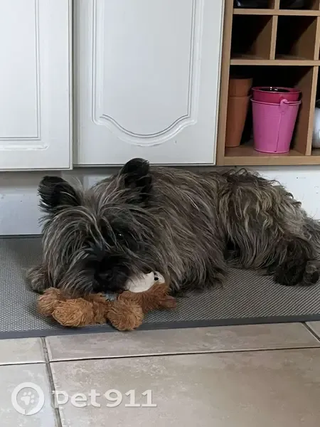 Chien mâle Cairn terrier perdu, peureux. Rue du Bourgneuf, Chartres. - photo