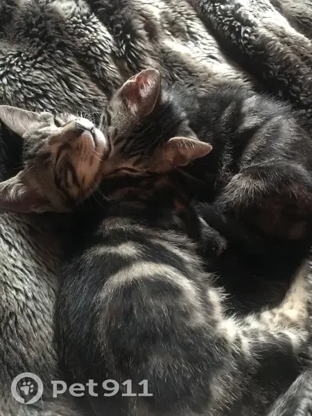 Chatons mâles trouvés, câlins (Villers-Buzon) - photo