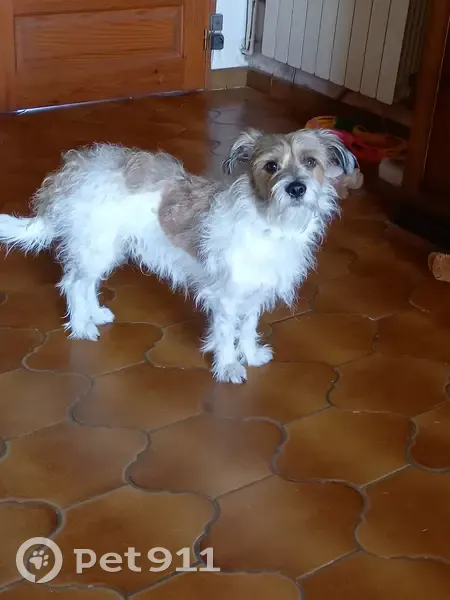 Chien croisé fox/jack russel perdu à Tartas - photo