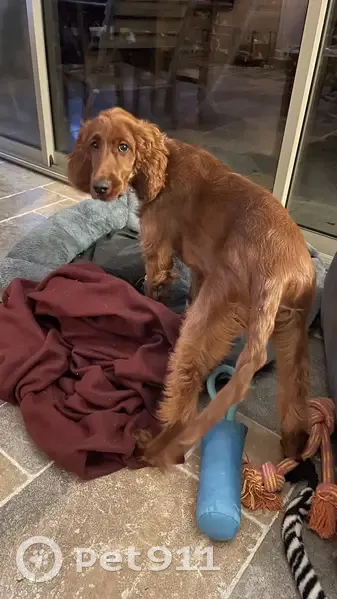 Chien disparu : Setter Irlandais 4 mois, pucée, collier rose. Djaye, Castanet-le-Haut. - photo