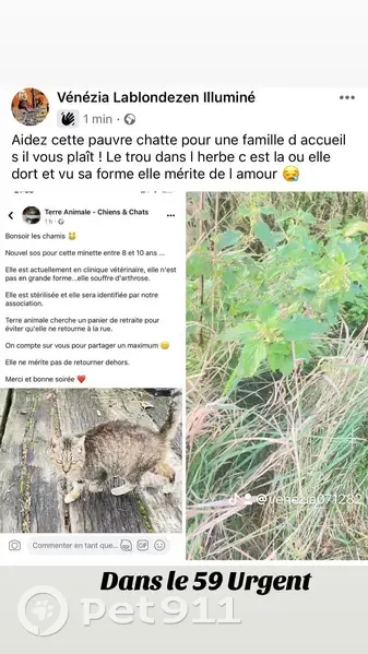Chatte trouvée, besoin famille d'accueil. Chemin Maraichon, Douai. - photo