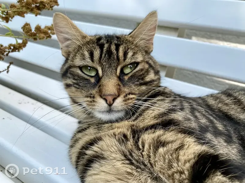 Chat tigré castré, disparu Rue Clair Foyer, Eu. - photo
