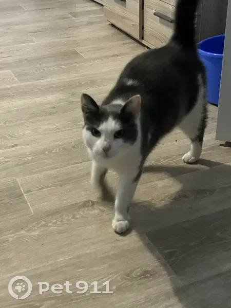 Chat castré, gris et blanc, tache nez. Rue Emmaus, 18, Beauvais. - photo