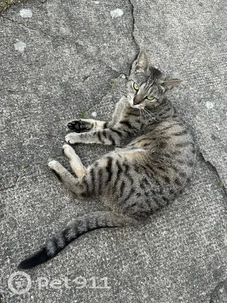 Chat femelle tigrée disparu à Rennes - photo