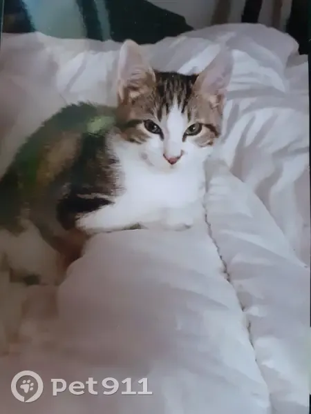 Chat mâle blanc tigré perdu à Guignen - photo