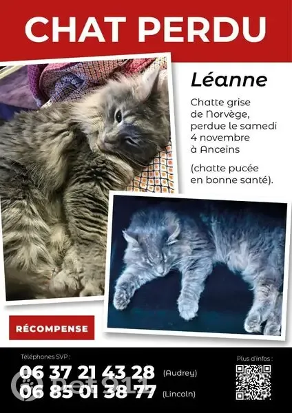 Chat disparu, appelez-nous ! - photo