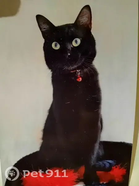 Chat noir disparu, 07/11/23, Rue du Clos de la Ville, Spoy - photo