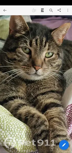 Chat tigré Diego, 8 ans, disparu Route de Clémencières, Saint-Martin-le-Vinoux - photo