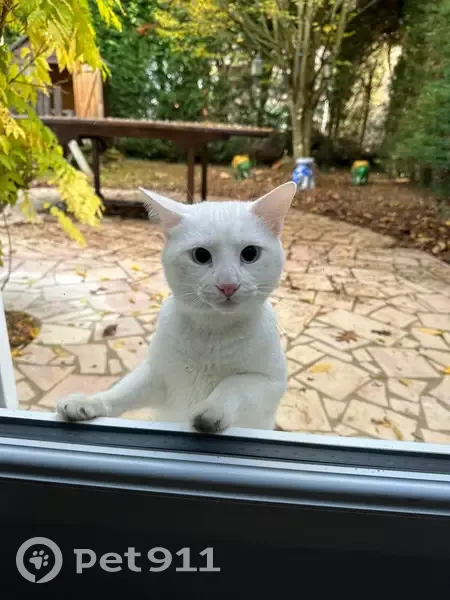 Chat blanc perdu à Brétigny-sur-Orge - photo