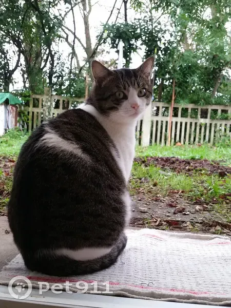 Chat mâle 8 ans disparu - Rue des Lauriers, Ygos - photo