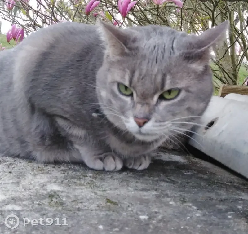 Chat perdu Cheyenne, femelle grise, Normandie - photo