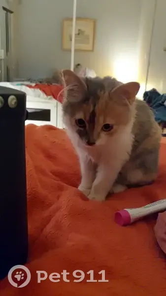 Chaton tigré roux/gris trouvé, besoin d'accueil temporaire. Contactez-moi. - photo