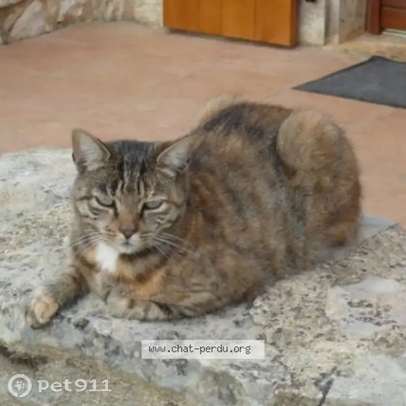 Chatte européenne perdue, 12 ans, collier rouge, nom et téléphone. - photo
