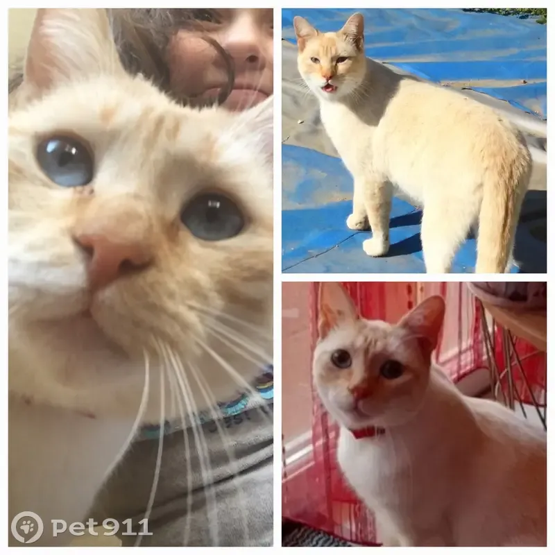 Chat Réglisse perdu secteur Les Avenières - photo