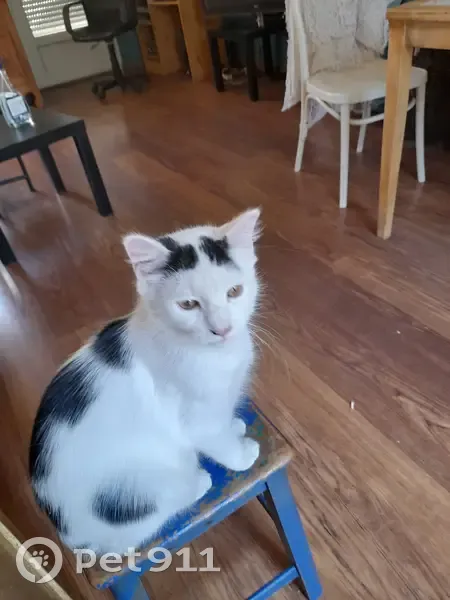 Chat disparu, 7 mois, Le Blanc - photo