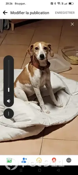 Chien trouvé, marron/blanc, collier sans nom, devant porte d'entrée, Albias - photo