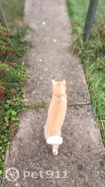 Chat roux câlin trouvé à Gagny - photo