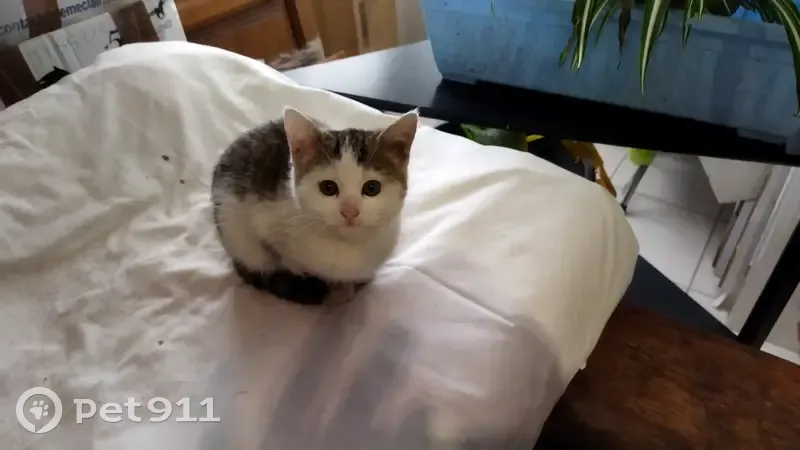 Chaton trouvé dans la rue, Rue des Mésanges, Montluçon - photo