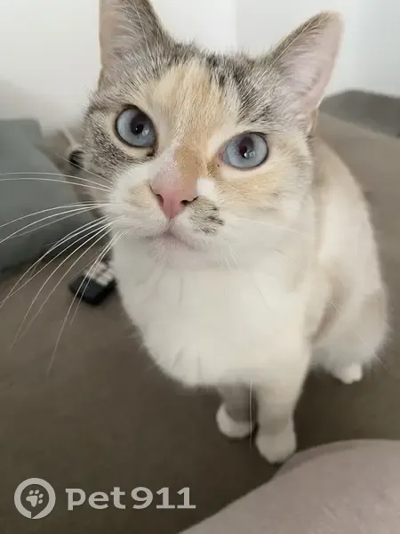 Chat femelle disparu, non identifié, sans collier - photo