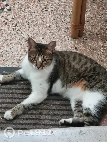 Chat Neptune disparu, récompense offerte. Montpellier. - photo