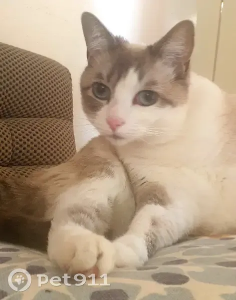 Chat femelle tatouée disparue à Laval - photo