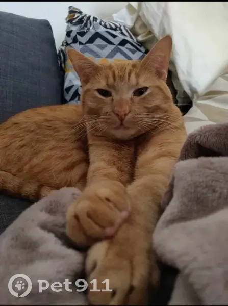 Chat roux/sable tigré perdu ! Rue Henri de Toulouse Lautrec, 9, Guyancourt - photo
