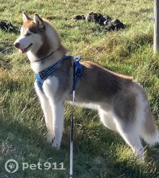 Chien perdu - Rue Dr Goy, 249, Reignier - photo