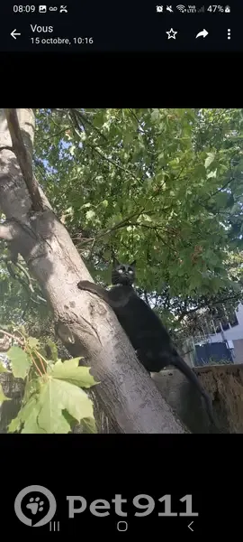 Chat noir perdu, Villeurbanne, 87 - photo
