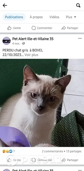 Chat Haribo, mâle castré, 1 an 1/2, bleu point, collier bleu V6 - photo