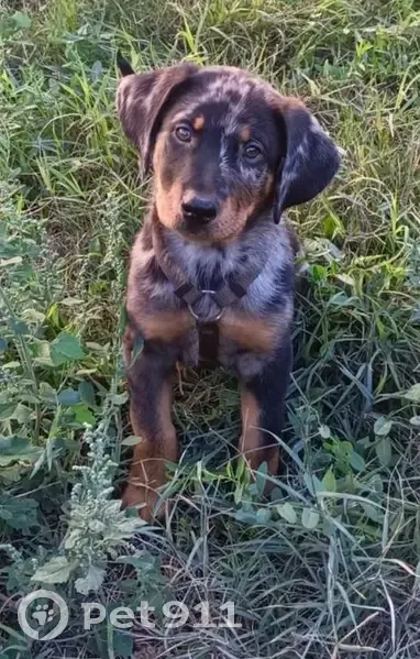 Chien Beauceron arlequin perdu, 2 mois, Chemin des Seignerolles, Pernes-les-Fontaines - photo