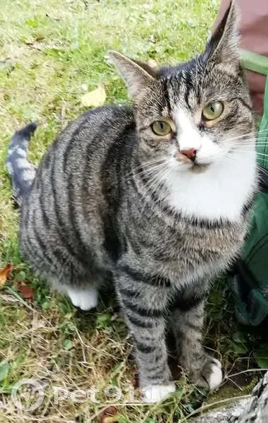 Chat européen femelle tigrée gris, disparue Rue du Château, Niergnies - photo