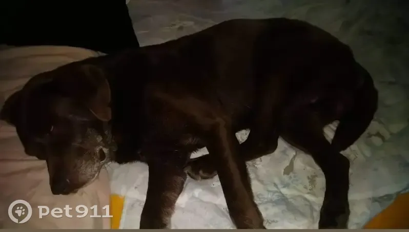 Chien Labrador chocolat disparu - photo