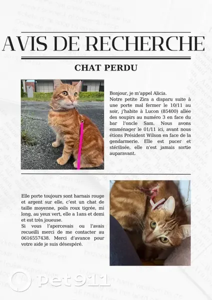 Chat rousse perdue à Luçon - photo