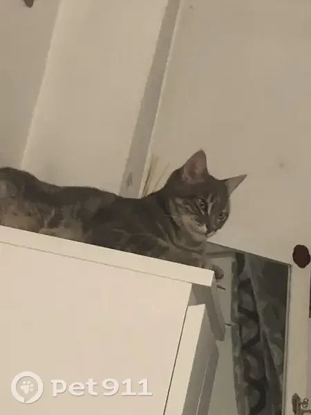 Chat perdu : Fripouille, 2 ans, Paris 16 - photo